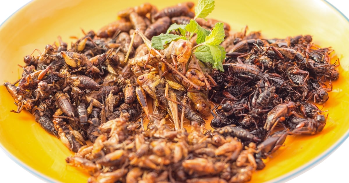 SFA Approves 16 Species of Insects for Human Consumption; Includes Regulations as Well